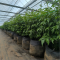 High Strength Long lifespan PP Woven 40L Grow Bags | Nursery Planting Bag for Peony Planting