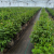 High Strength Long lifespan PP Woven 40L Grow Bags |  Nursery Planting Bag for Peony Planting