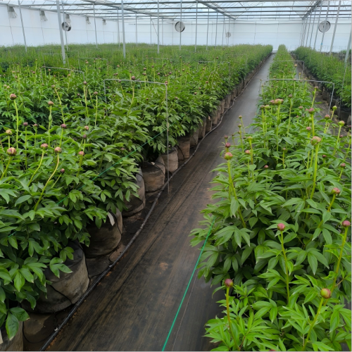 High Strength Long lifespan PP Woven 40L Grow Bags |  Nursery Planting Bag for Peony Planting
