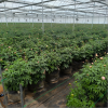 High Strength Long lifespan PP Woven 40L Grow Bags |  Nursery Planting Bag for Peony Planting