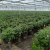 High Strength Long lifespan PP Woven 40L Grow Bags |  Nursery Planting Bag for Peony Planting