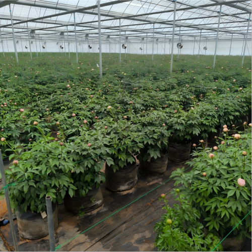 High Strength Long lifespan PP Woven 40L Grow Bags |  Nursery Planting Bag for Peony Planting