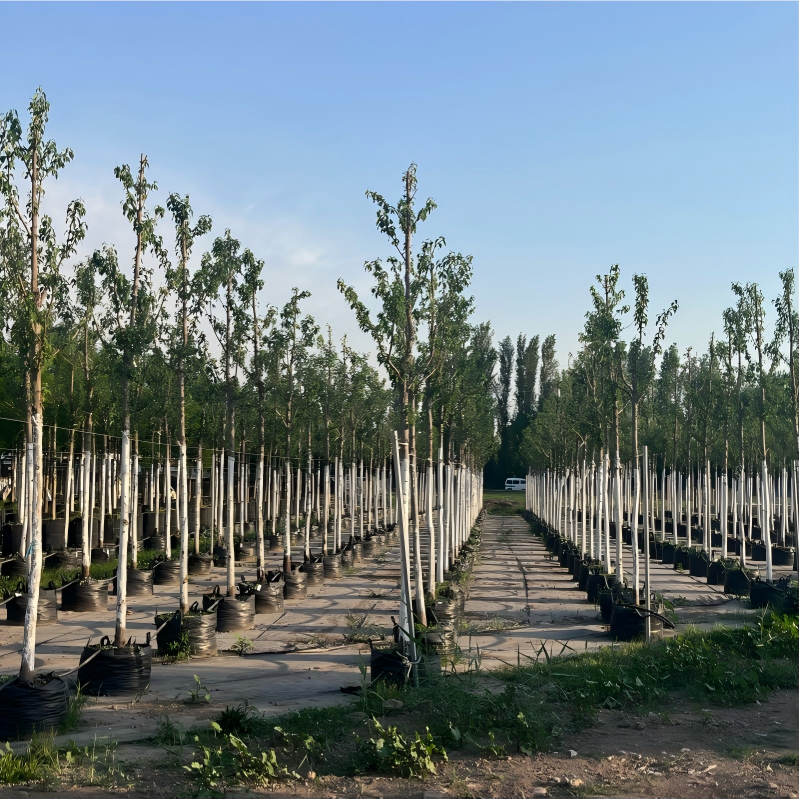 Blueberry Growing Bags