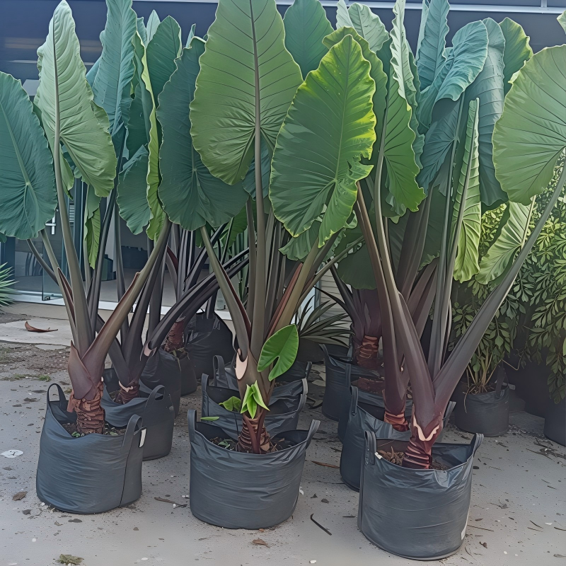 Grow bag for taro