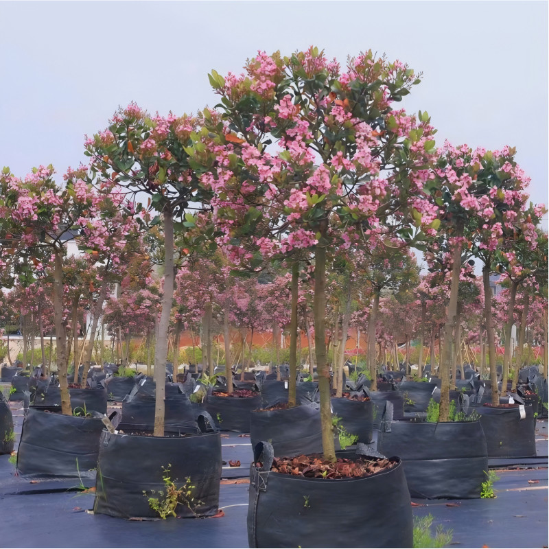 Heavy-duty grow bag for Pink rhaphiolepis
