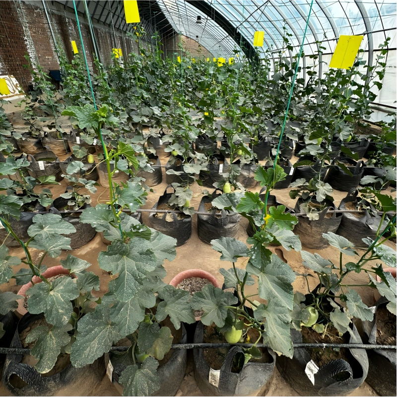 Planting Bags for muskmelon