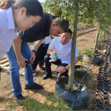 Bridging Deserts and Greenery – Saudi Clients Visit Our Factory and Nursery Partner for In-Depth Exchange