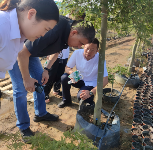 no-photo Bridging Deserts and Greenery – Saudi Clients Visit Our Factory and Nursery Partner for In-Depth Exchange