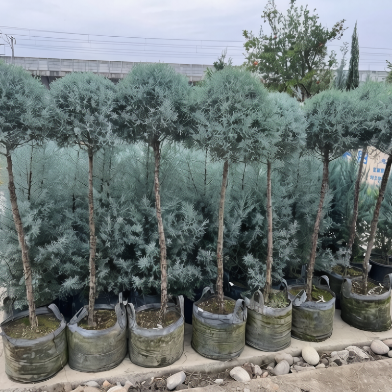 Growing Blue Ice Cypress in HOKBG Nursery Grow Bags: Tips for Healthy Root Development