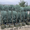 Growing Blue Ice Cypress in HOKBG Nursery Grow Bags: Tips for Healthy Root Development