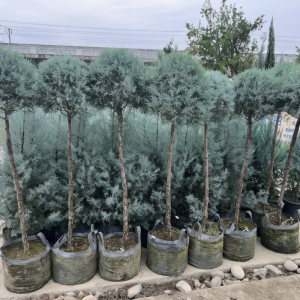 Growing Blue Ice Cypress in HOKBG Nursery Grow Bags: Tips for Healthy Root Development