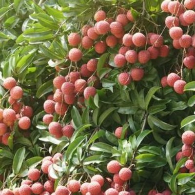Fruit Picking in China: Ultimate Guide to Lychee, Peach & Tropical Fruit Harvest Experiences