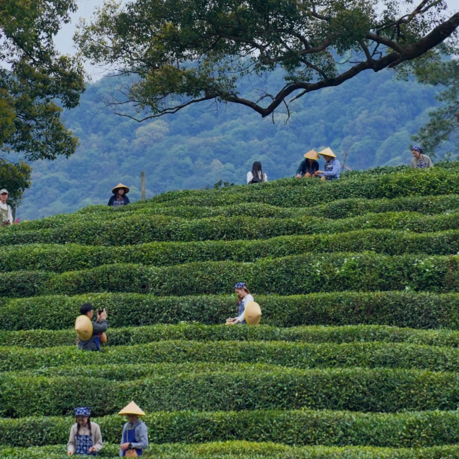 In the morning, head to Longjing Village, but not just for tea picking. We will visit a senior tea farmer for a "Longjing Tea Tasting Class" in a private tea room, learning to distinguish Mingqian from Yuqian tea and understanding the spirit of tea ceremony. After lunch, take a private transfer to Shaoxing and check into a characteristic Taimen guesthouse near Lu Xun's Hometown.