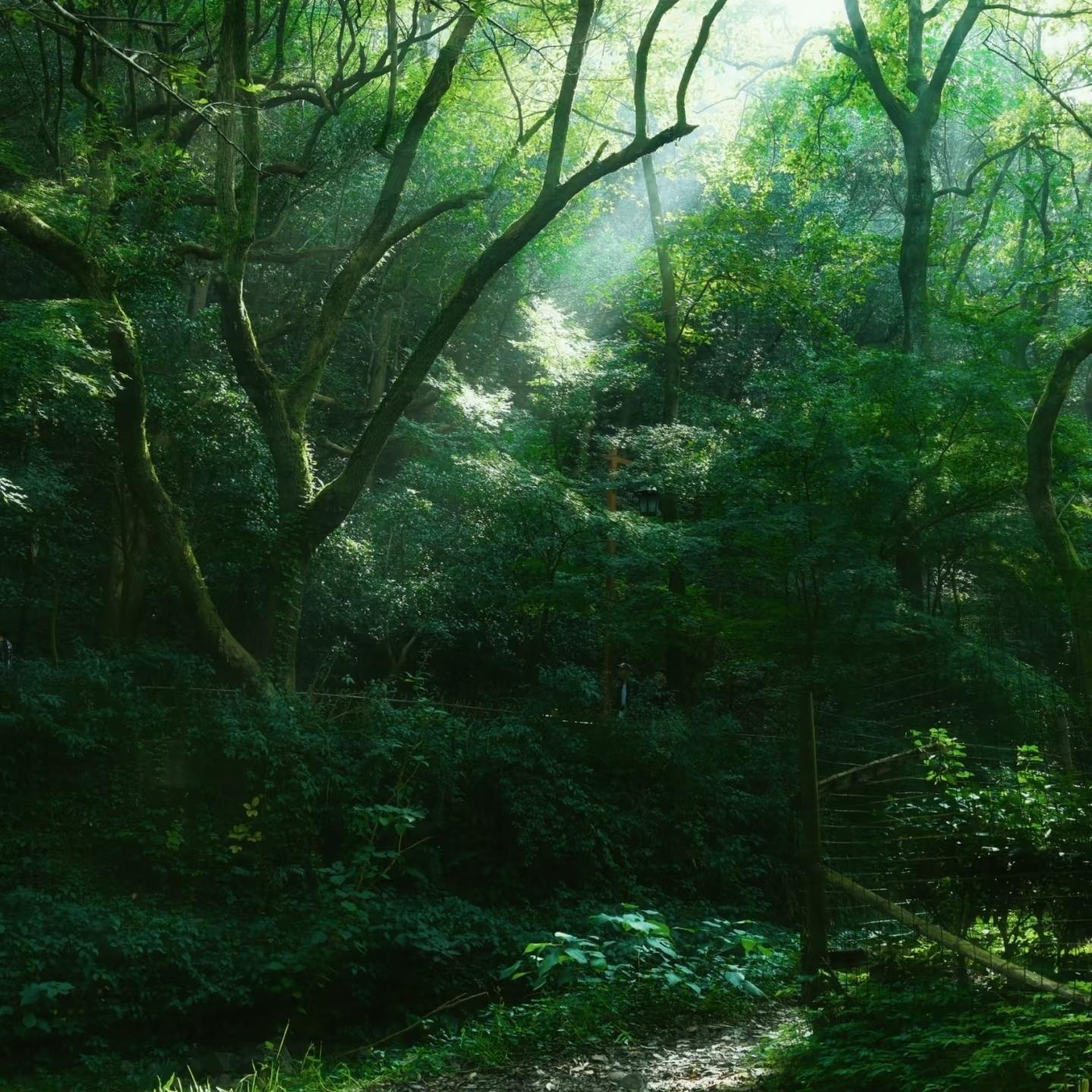Stay in the Scenery, Wake Up Naturally