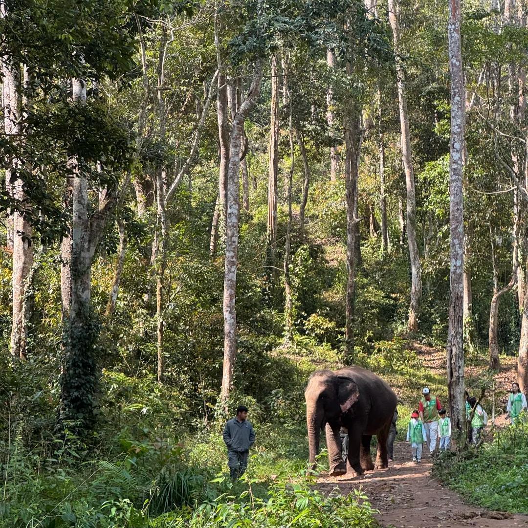 Full day with Asian elephants—close feeding, professional interaction at "Elephant School," and a light rainforest hike to search for wild elephant signs.