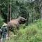 Xishuangbanna Wild Elephant Camp | 5-Day Family Rainforest Adventure Nature Education