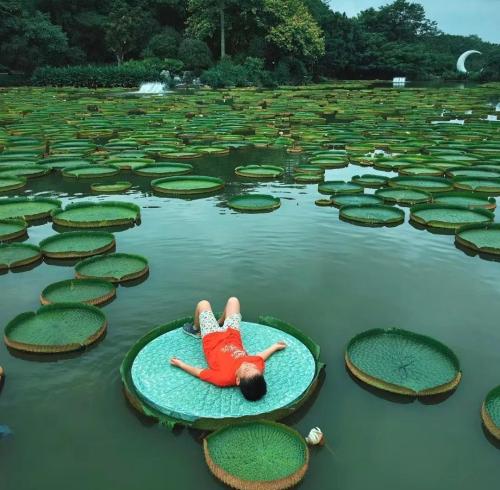 Xishuangbanna Wild Elephant Camp | 5-Day Family Rainforest Adventure Nature Education