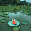 Xishuangbanna Wild Elephant Camp | 5-Day Family Rainforest Adventure Nature Education