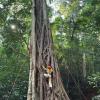 Xishuangbanna Wild Elephant Camp | 5-Day Family Rainforest Adventure Nature Education