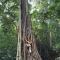 Xishuangbanna Wild Elephant Camp | 5-Day Family Rainforest Adventure Nature Education