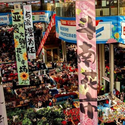 Yunnan Agriculture & Trade Mission | 5-Day Flower Auction & Coffee Source Business Trip