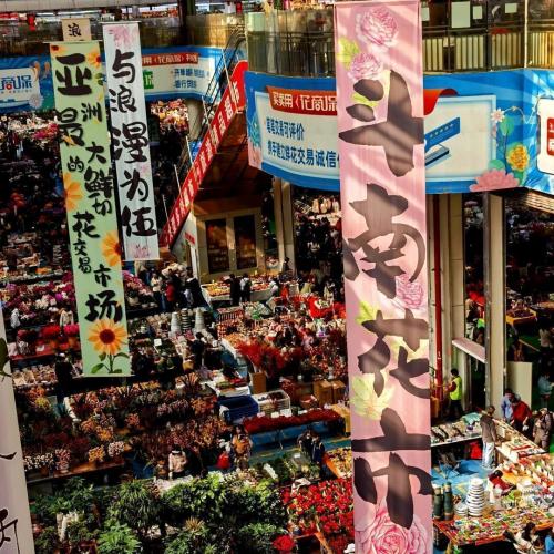 Yunnan Agriculture & Trade Mission | 5-Day Flower Auction & Coffee Source Business Trip