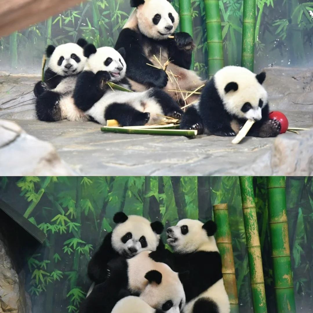 Dive into the animal kingdom, take the特色 small train to get close to giraffes and zebras, walk through Hundred Tiger Mountain and Panda Paradise in the afternoon, and experience nature education.