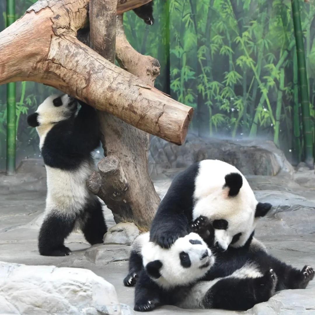 Panda Triplets & White Tigers