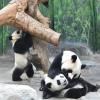 Chimelong Family Ocean Animal Journey | 5 Days, 4 Nights Guangzhou Zhuhai Dual Park Adventure