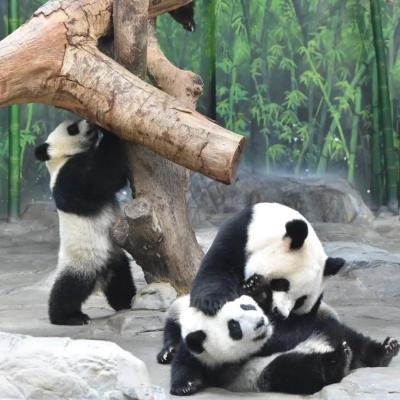 Chimelong Safari Park Family Ocean Animal Journey | 5 Days, 4 Nights Guangzhou Zhuhai Dual Park
