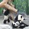 Chimelong Safari Park Family Ocean Animal Journey | 5 Days, 4 Nights Guangzhou Zhuhai Dual Park