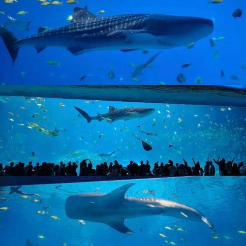 Chimelong Family Ocean Animal Journey | 5 Days, 4 Nights Guangzhou Zhuhai Dual Park Adventure