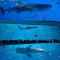 Chimelong Safari Park Family Ocean Animal Journey | 5 Days, 4 Nights Guangzhou Zhuhai Dual Park