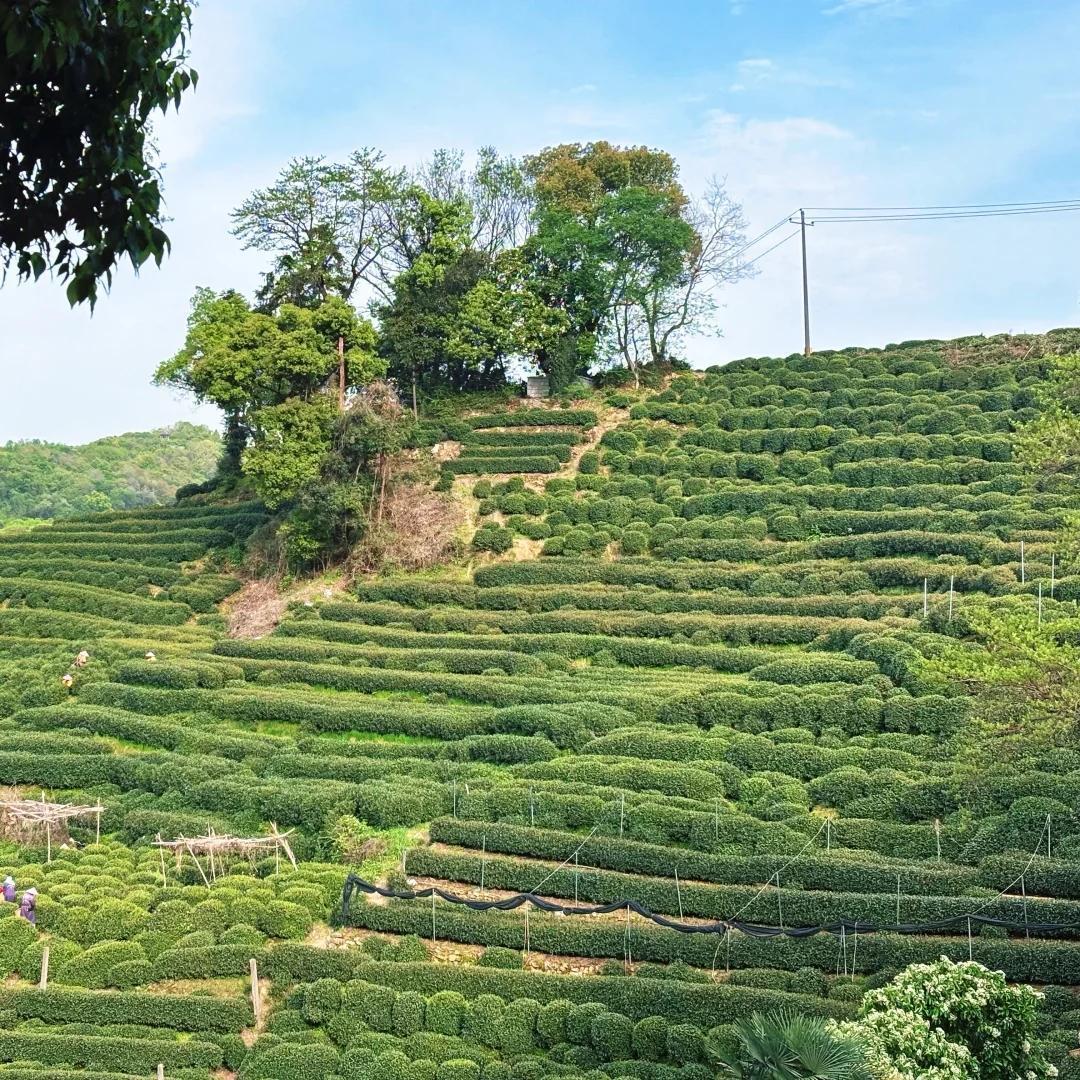 Visit the thousand-year-old Lingyin Temple in the morning, then head to Longjing Village in the afternoon. Change into picking clothes and work among the tea mountains, learning frying techniques at a local tea household and tasting the fresh spring tea.
