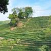 Classic Water Towns and Tea Culture: A Poetic 5-Day Journey Through Zhejiang | Wuzhen Night Tour & Longjing Tea Experience