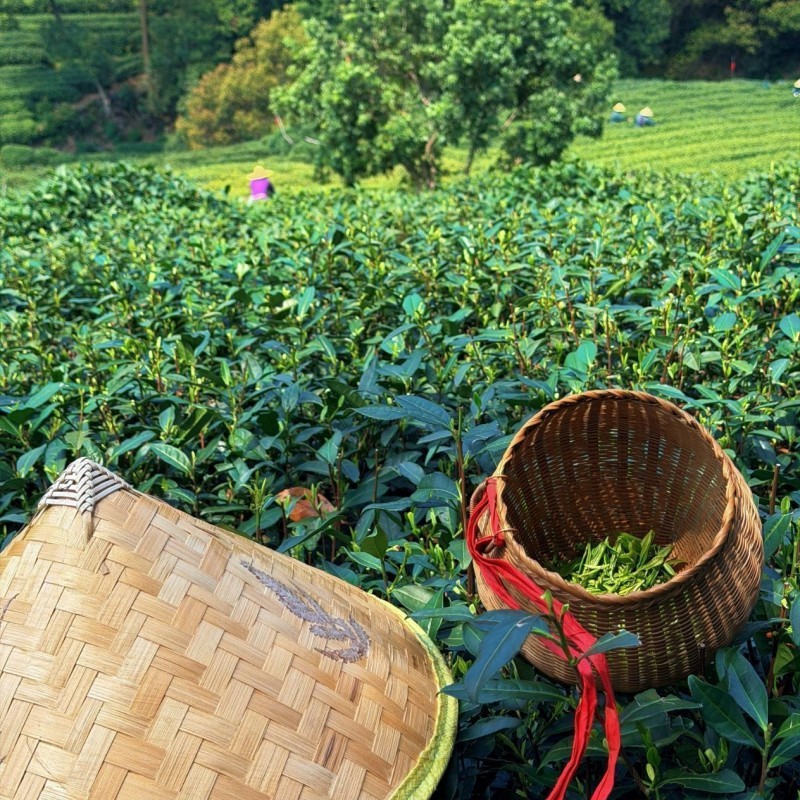 Day 4: Hangzhou — Longjing Tea & West Lake Night