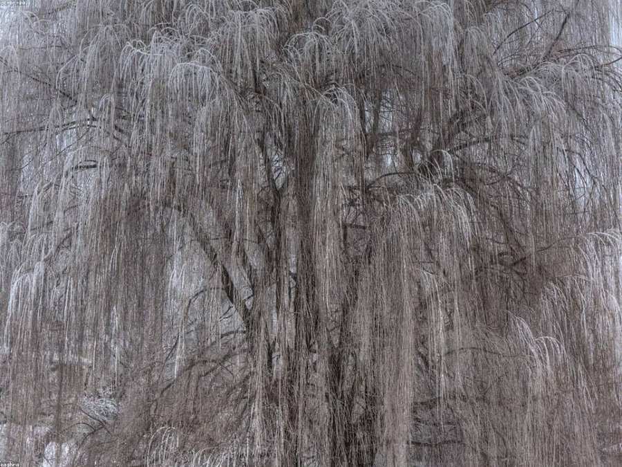 Rime willows