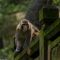 Xishuangbanna Wild Elephant & Rainforest Camp: 5-Day Family Nature Odyssey