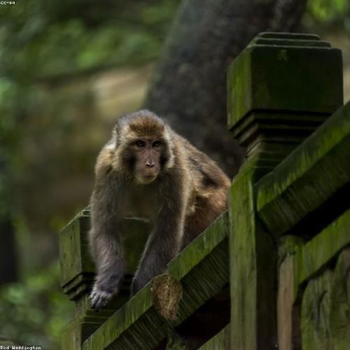 Xishuangbanna Wild Elephant & Rainforest Camp: 5-Day Family Nature Odyssey