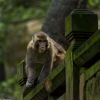 Xishuangbanna Wild Elephant & Rainforest Camp: 5-Day Family Nature Odyssey
