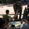 Xishuangbanna Wild Elephant & Rainforest Camp: 5-Day Family Nature Odyssey
