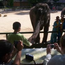 Xishuangbanna Wild Elephant & Rainforest Camp: 5-Day Family Nature Odyssey