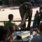Xishuangbanna Wild Elephant & Rainforest Camp: 5-Day Family Nature Odyssey