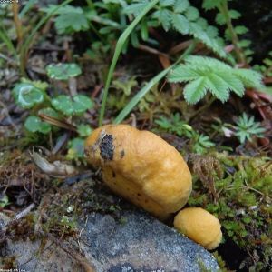 Yunnan Wild Mushroom & Imperial Cuisine Odyssey: 5-Day Foodie Private Tour