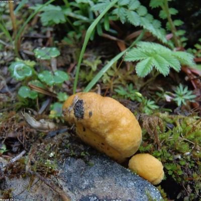 Yunnan Wild Mushroom & Imperial Cuisine Odyssey: 5-Day Foodie Private Tour