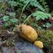 Yunnan Wild Mushroom & Imperial Cuisine Odyssey: 5-Day Foodie Private Tour
