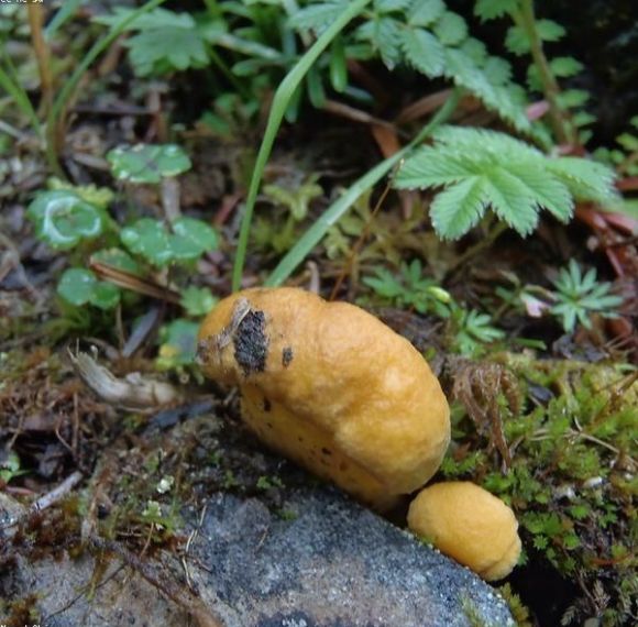 Yunnan Wild Mushroom & Imperial Cuisine Odyssey: 5-Day Foodie Private Tour