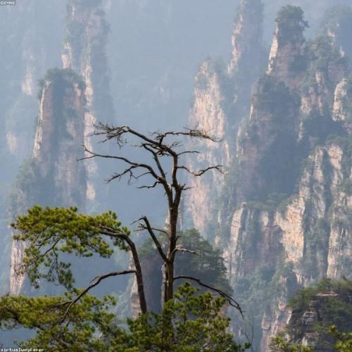 Zhangjiajie Avatar Family Camp: 4-Day Journey into the Floating Mountains