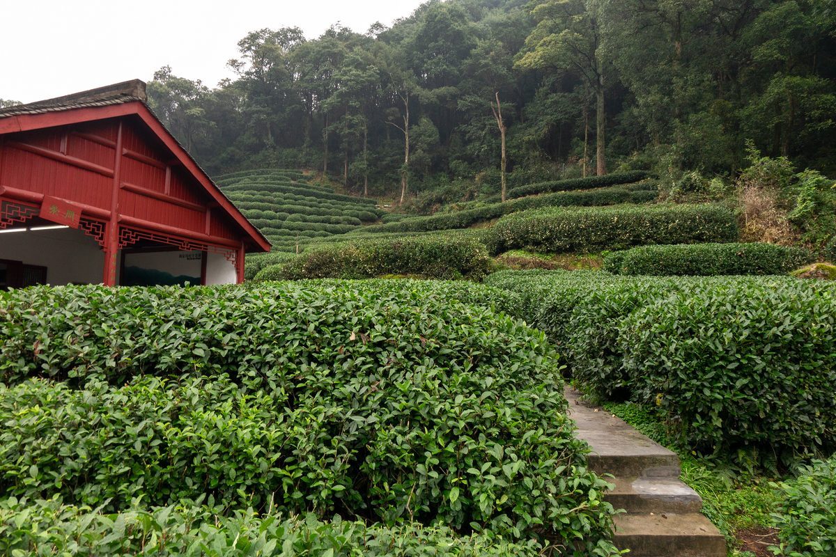 Longjing tea terraces and a red pavilion at Meijiawu, Hangzhou
