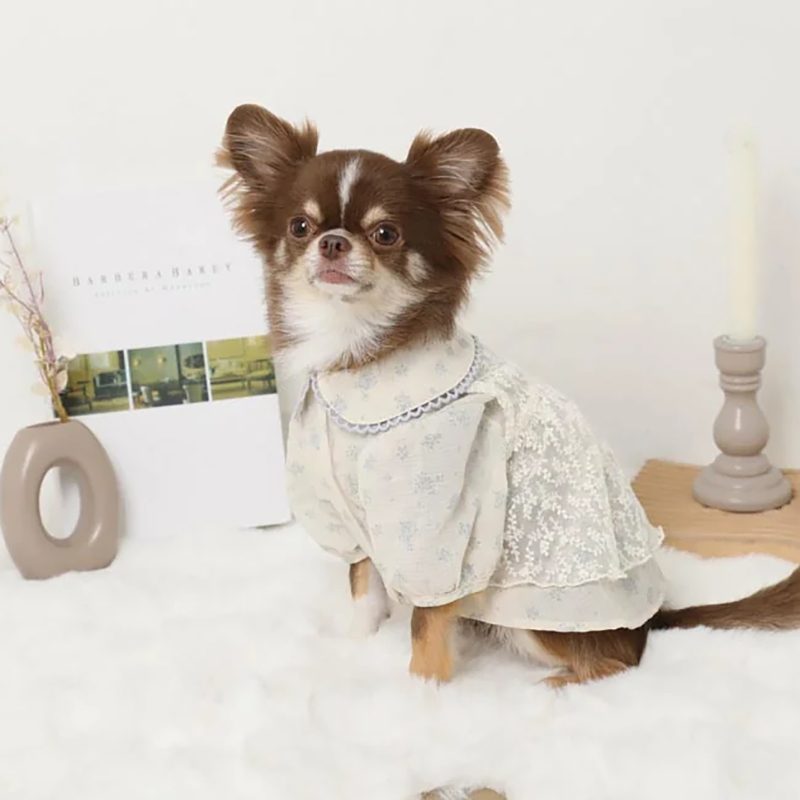 Powder blue floral dog dress with scalloped lace-trim collar